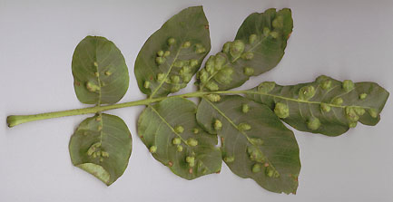Galled leaf 1