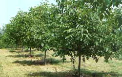 Young Broadview Orchard