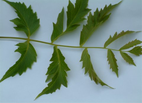 Leopold leaf