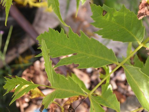 Regia Laciniata Leaf